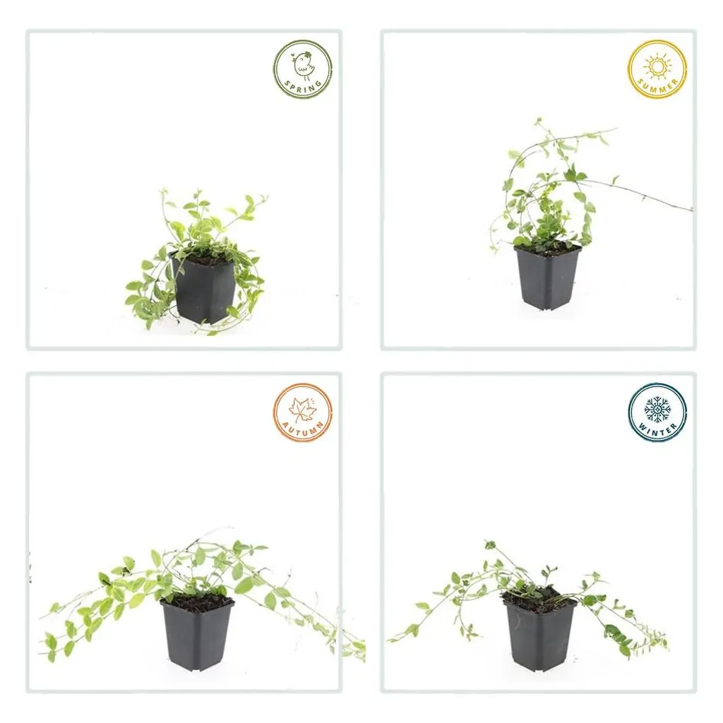 Vinca minor 'Aureovariegata' 10-25 cm pot 9 cm 6 stuks - Afbeelding 3