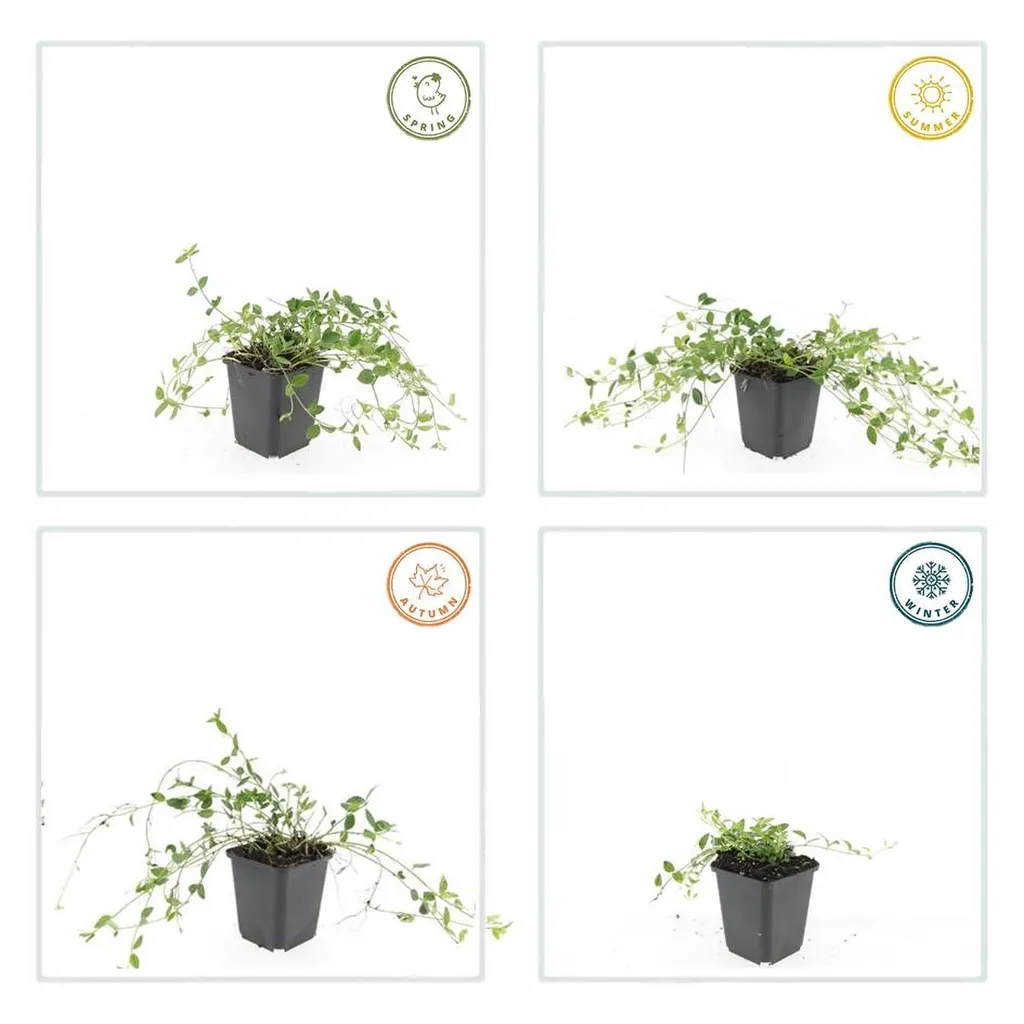 Vinca minor 'Gertrude Jekyll' - ↕10-25cm - Ø9cm - Afbeelding 3