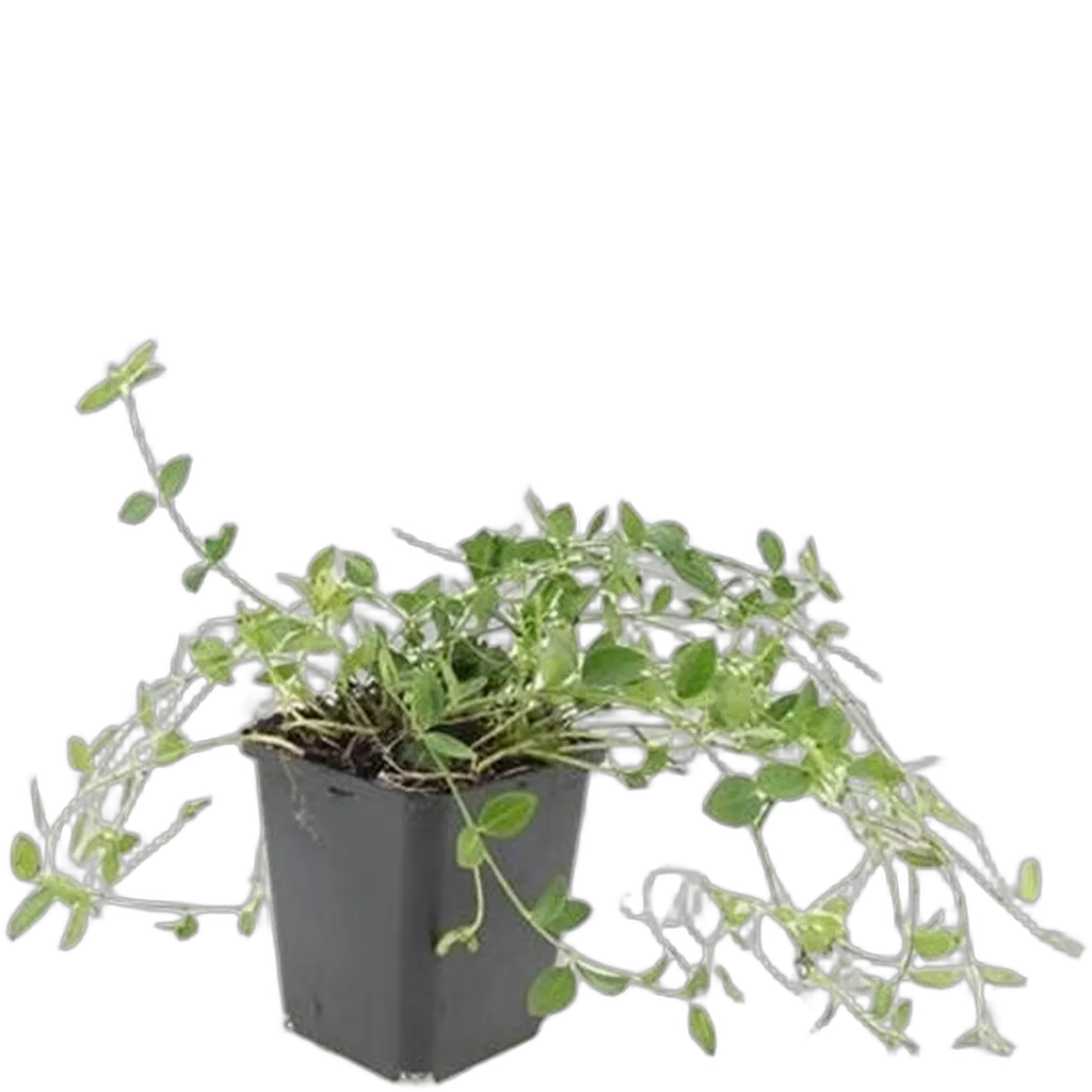 Vinca minor 'Gertrude Jekyll' - ↕10-25cm - Ø9cm - Afbeelding 2