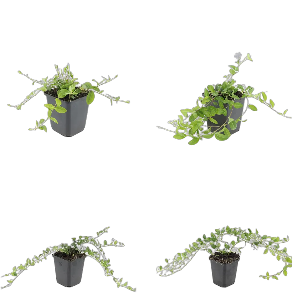 Vinca minor 'La Grave' - ↕10-25cm - Ø9cm - Afbeelding 3