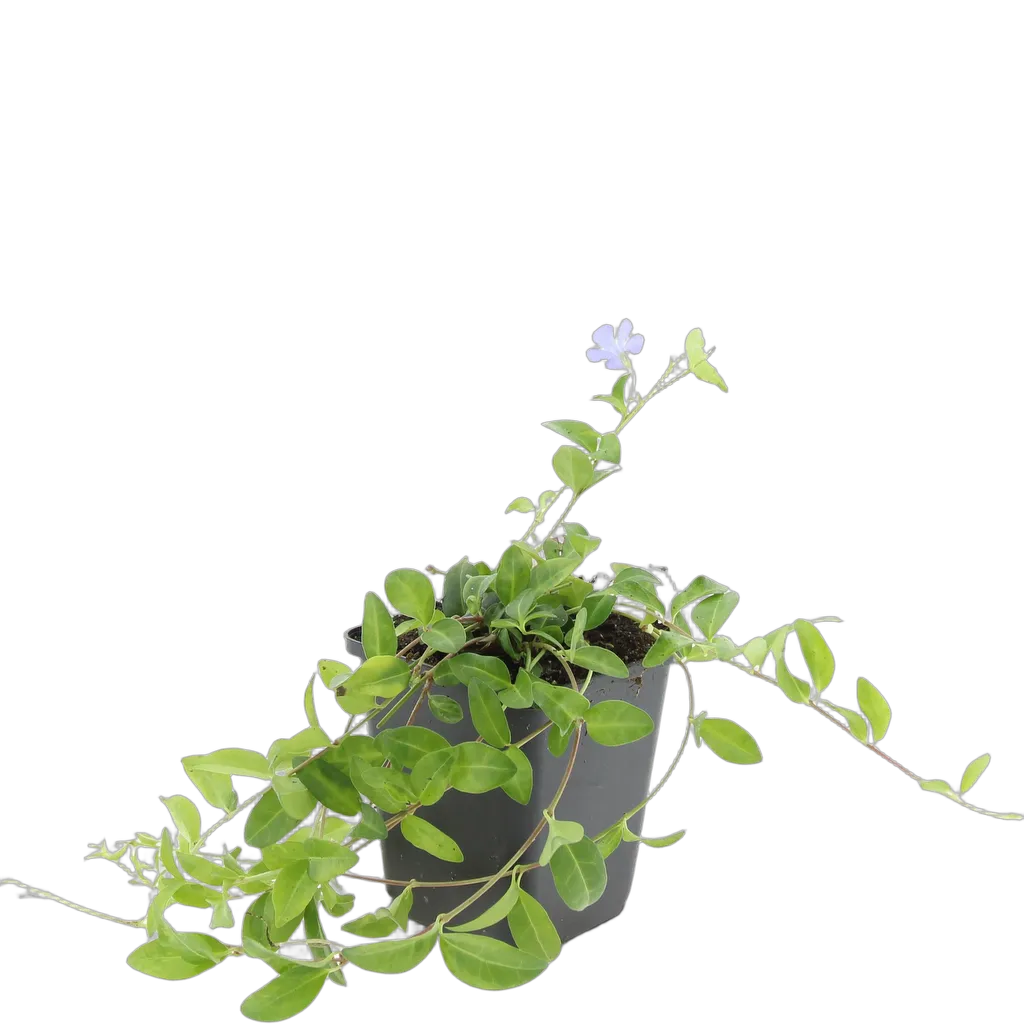Vinca minor 'La Grave' - ↕10-25cm - Ø9cm - Afbeelding 2