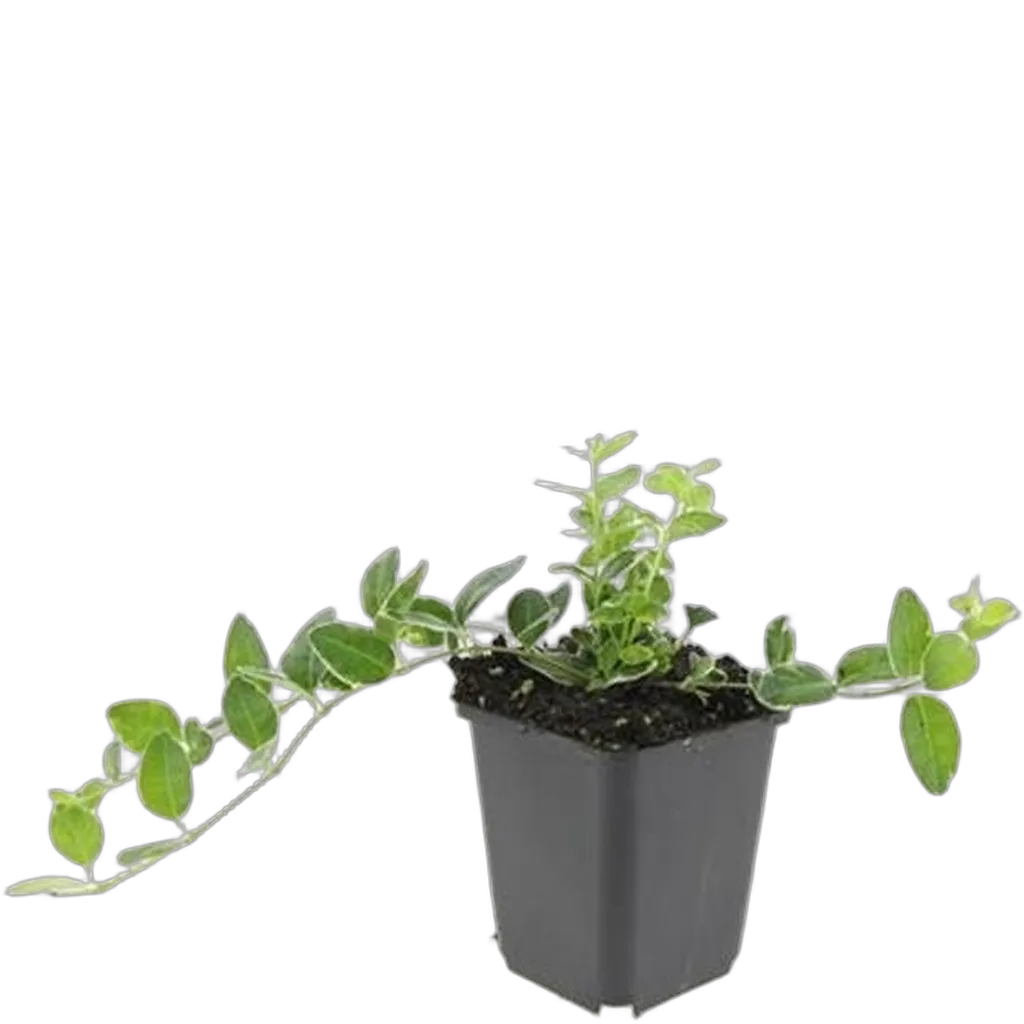 Vinca minor 'Argenteovariegata' 10-25 cm pot 9 cm 6 stuks - Afbeelding 2