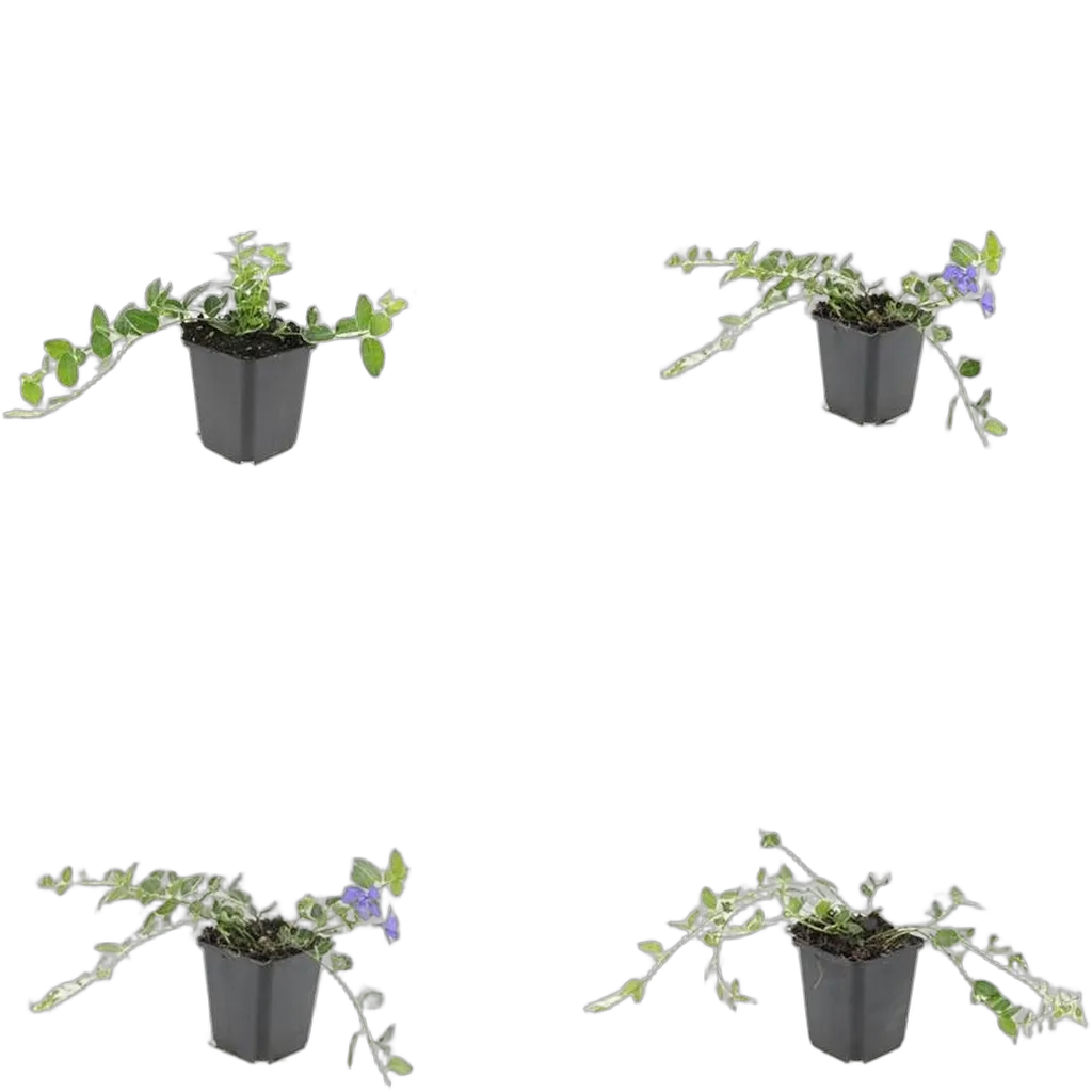 Vinca minor 'Argenteovariegata' 10-25 cm pot 9 cm 6 stuks - Afbeelding 3