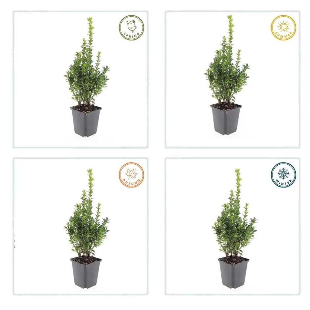 Buxus Sempervirens - ↕10-25cm - Ø9cm - Afbeelding 3