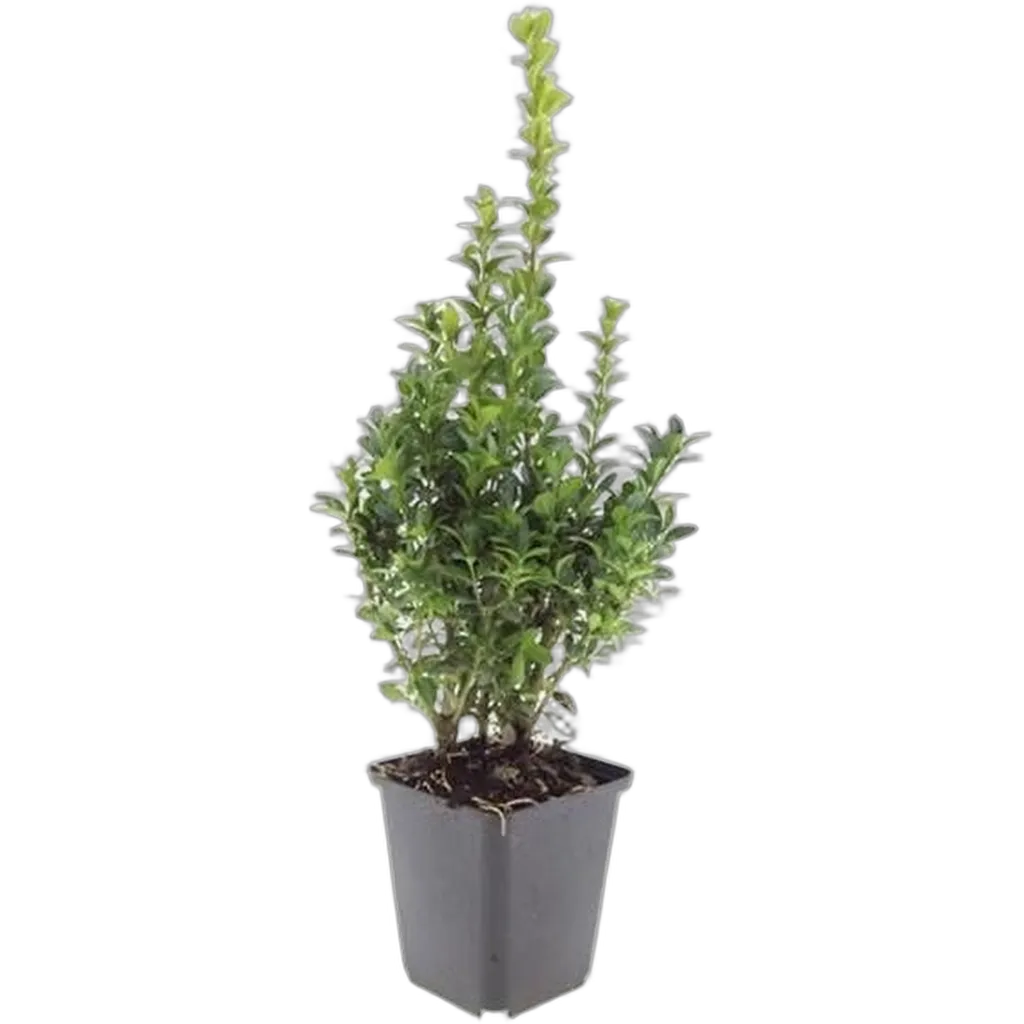 Buxus Sempervirens - ↕10-25cm - Ø9cm - Afbeelding 2