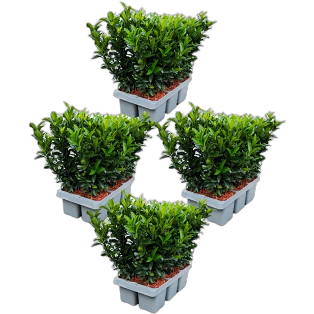 Euonymus 'Green Spire' - Afbeelding 2