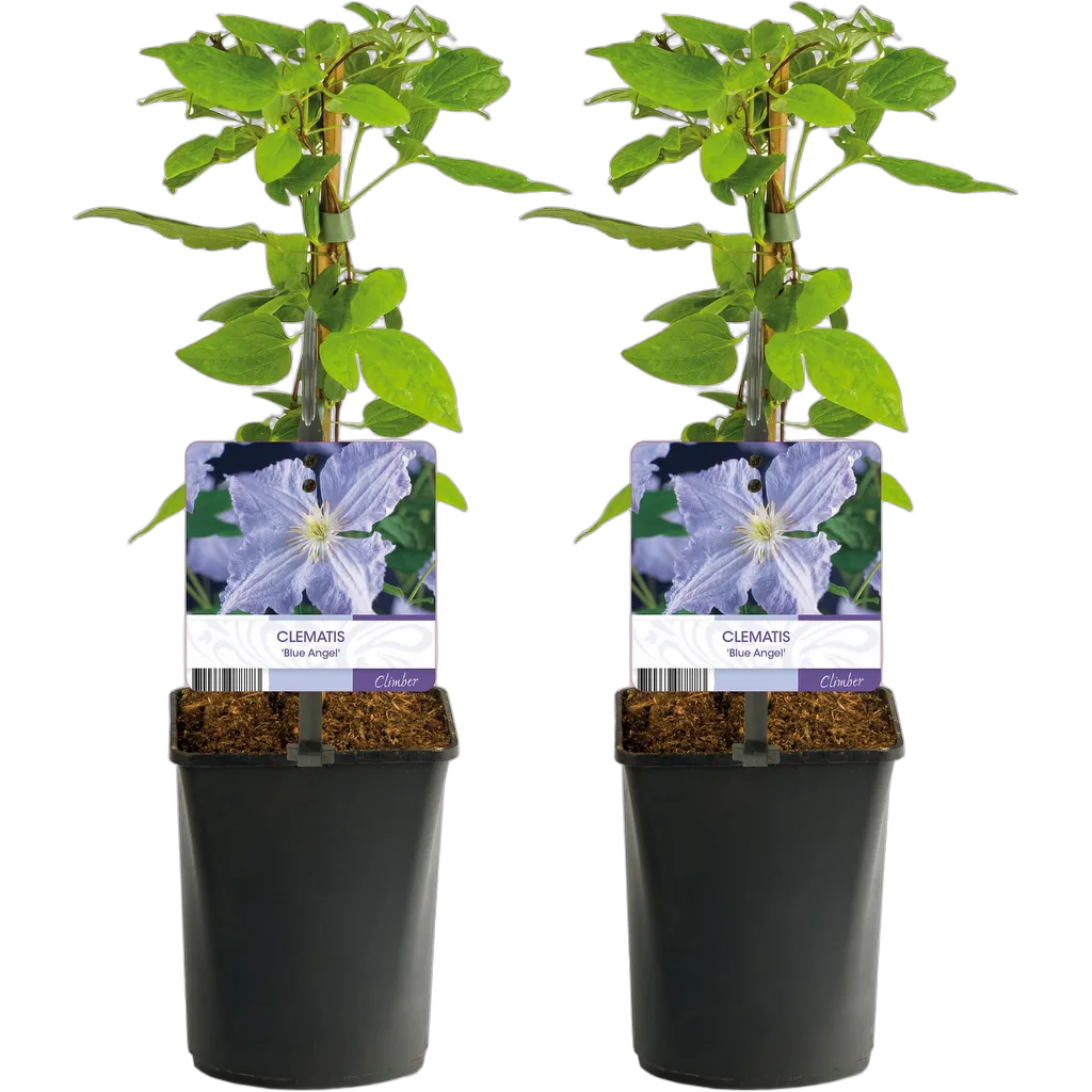 Clematis Blue Angel 40 cm pot 11 cm - Afbeelding 2