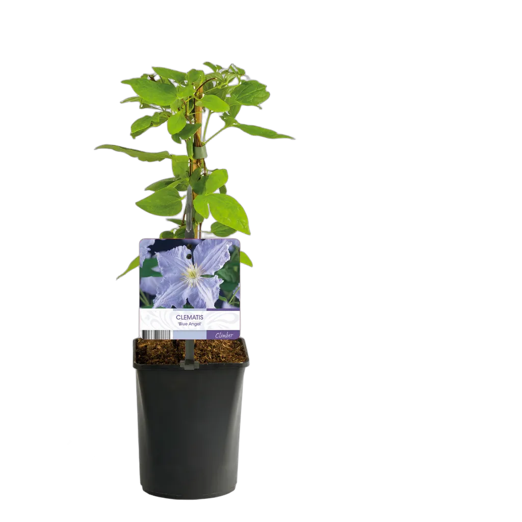Clematis Blue Angel 40 cm pot 11 cm - Afbeelding 3