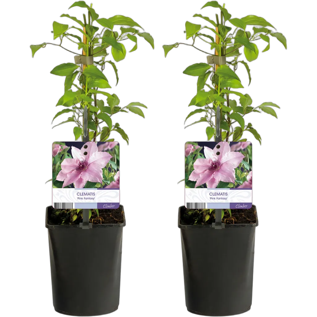 Clematis Pink Fantasy 40 cm pot 11 cm 2 stuks - Afbeelding 2
