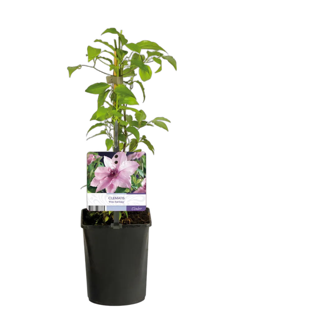 Clematis Pink Fantasy 40 cm pot 11 cm 2 stuks - Afbeelding 3