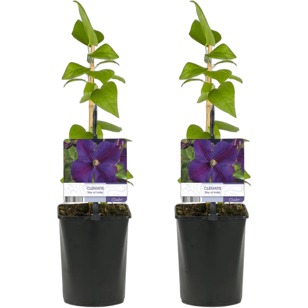 Clematis Star of India 40 cm pot 11 cm 2 stuks - Afbeelding 2