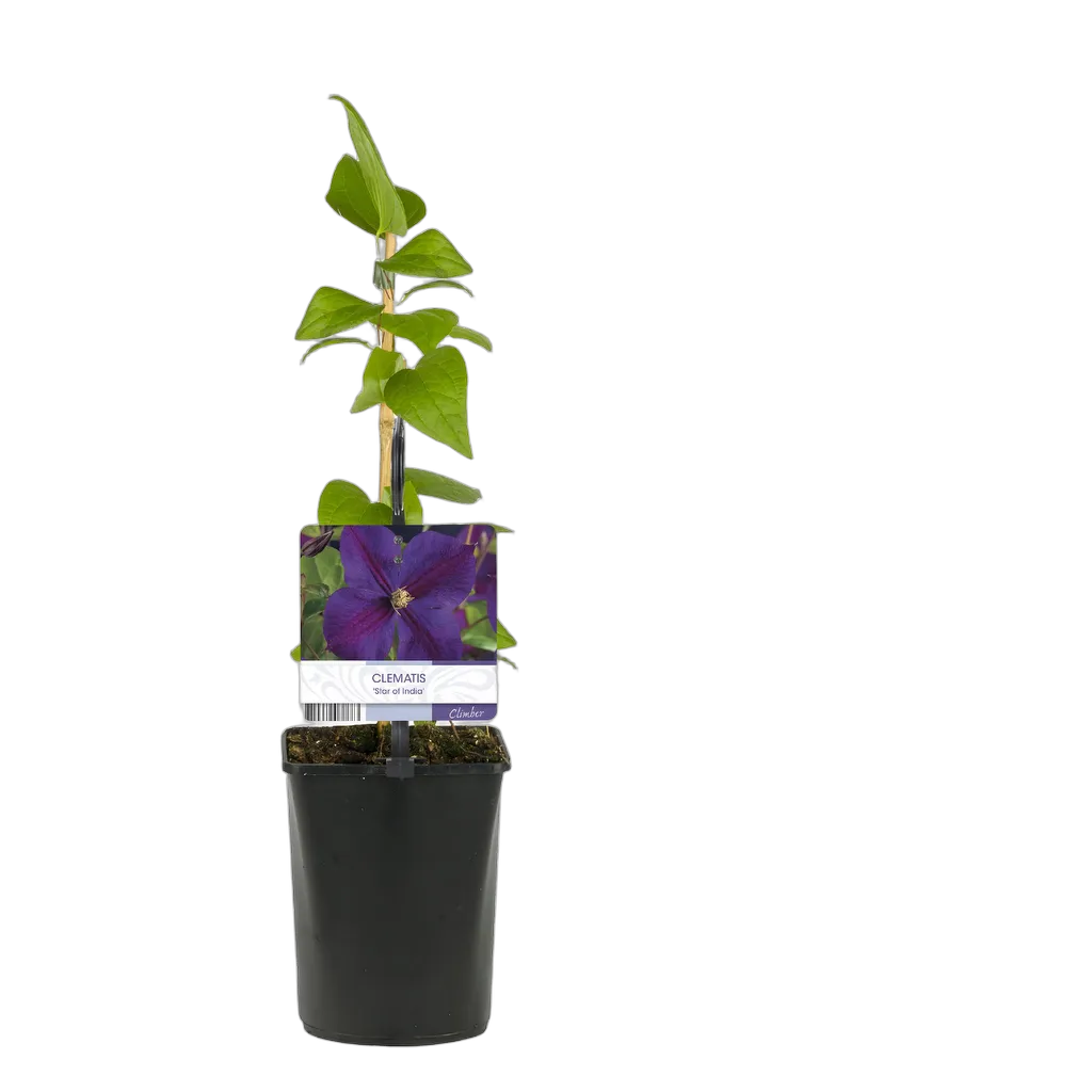 Clematis Star of India 40 cm pot 11 cm 2 stuks - Afbeelding 3
