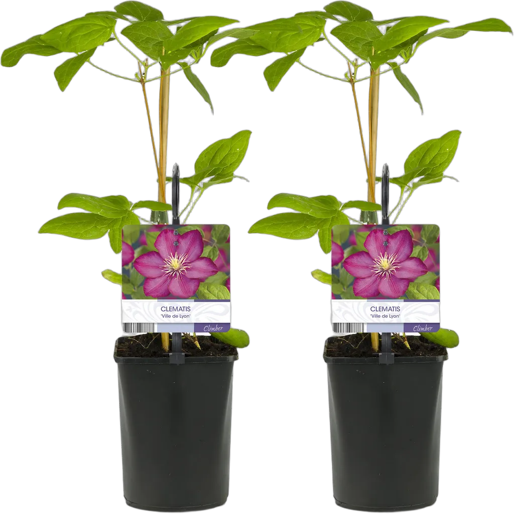 Clematis Ville de Lyon 40 cm pot 11 cm 2 stuks - Afbeelding 2
