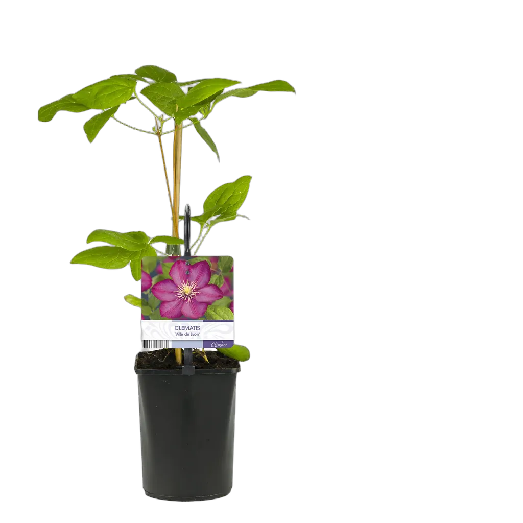 Clematis Ville de Lyon 40 cm pot 11 cm 2 stuks - Afbeelding 3