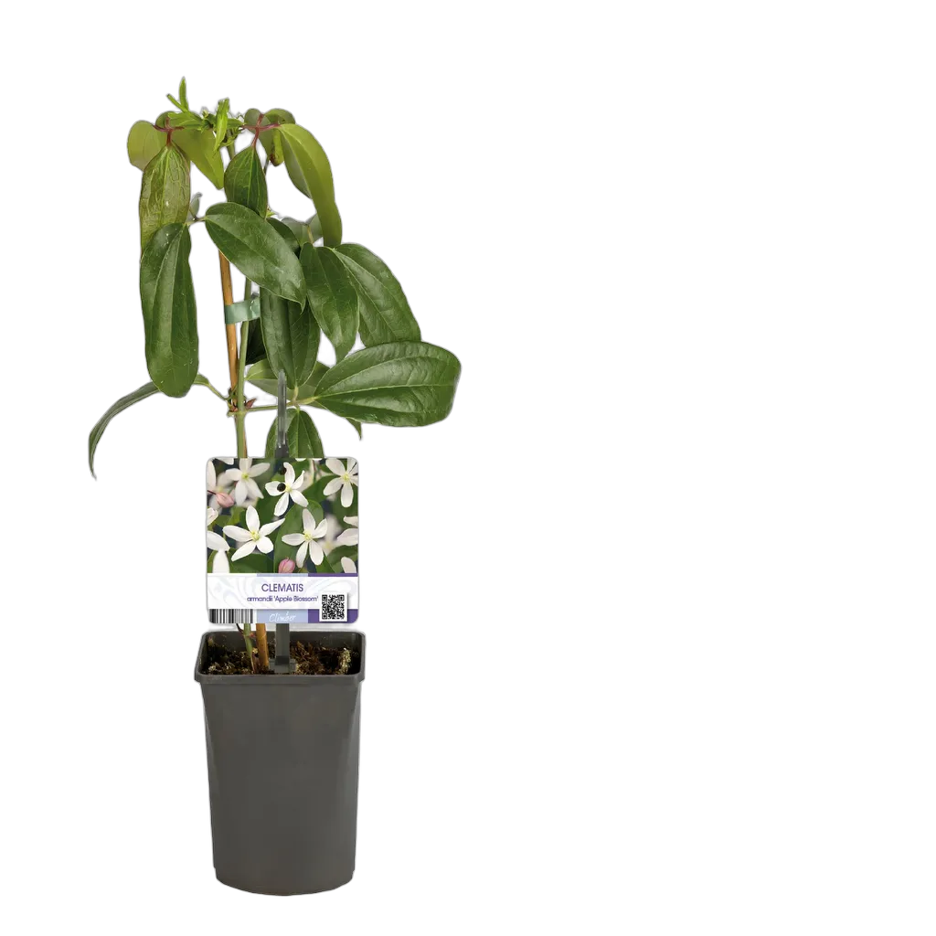 Clematis armandii 'Apple Blossom' 40 cm pot 11 cm - Afbeelding 2