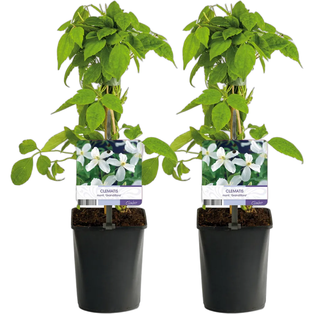 Clematis montana Grandiflora 40 cm pot 11 cm 2 stuks - Afbeelding 2