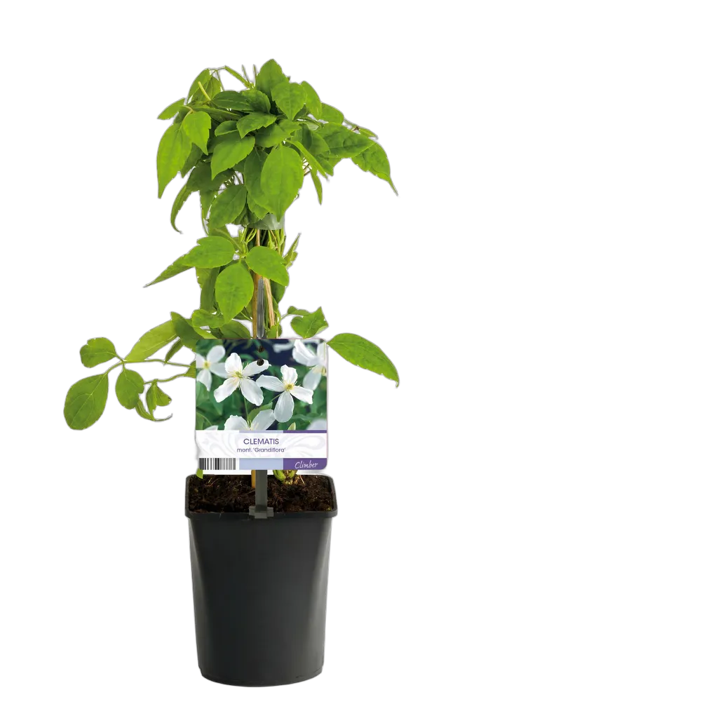 Clematis montana Grandiflora 40 cm pot 11 cm 2 stuks - Afbeelding 3
