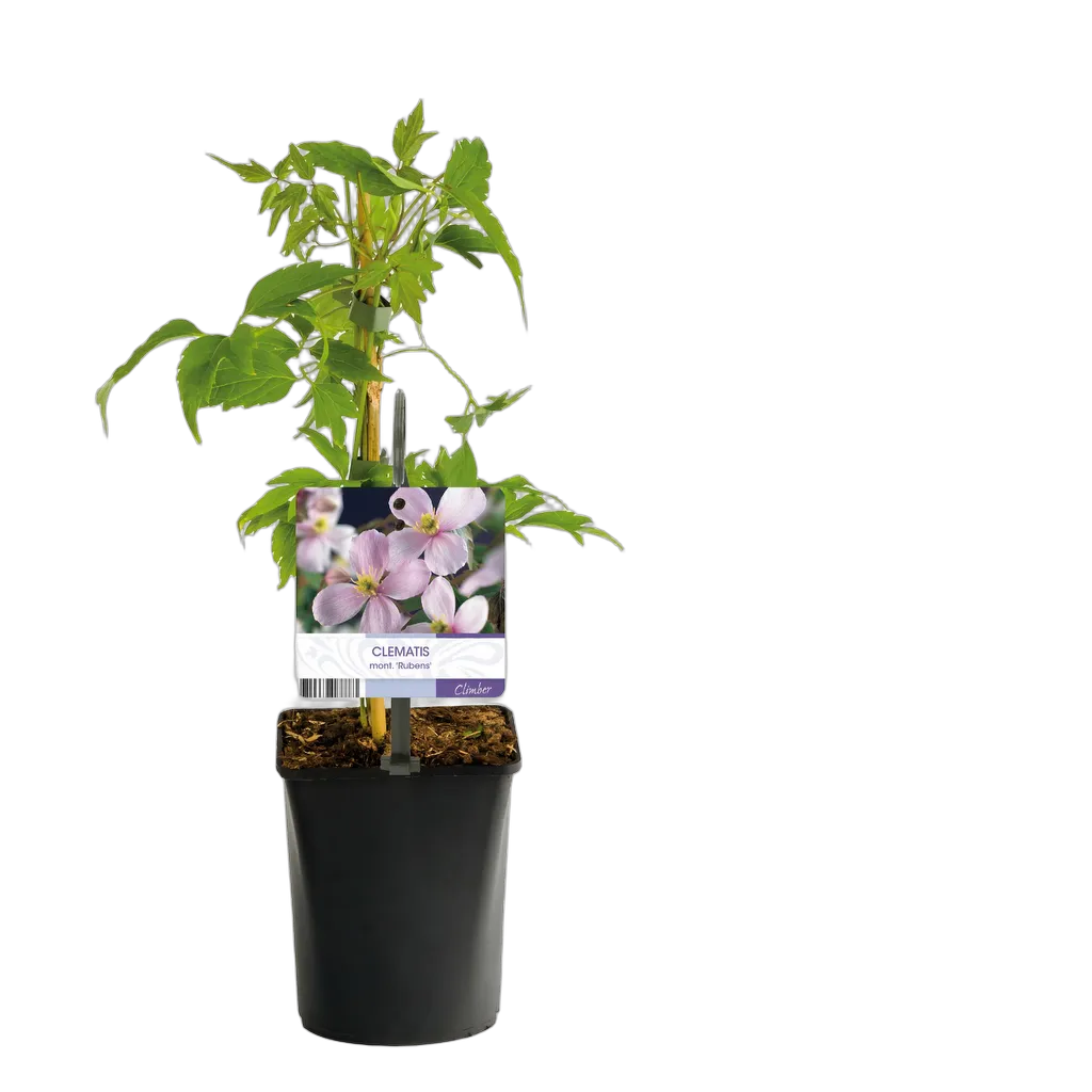 Clematis montana Rubens 40 cm pot 11 cm 2 stuks - Afbeelding 3
