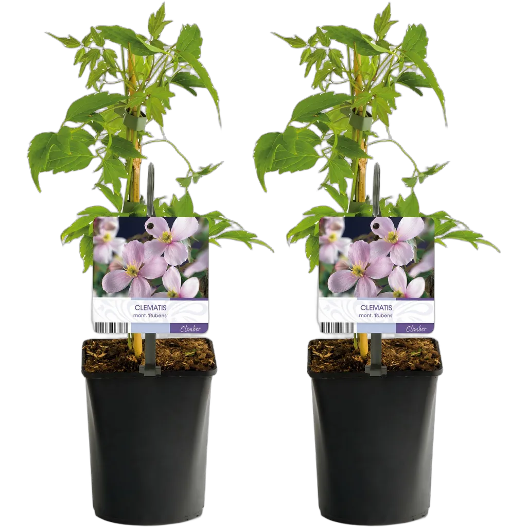 Clematis montana Rubens 40 cm pot 11 cm 2 stuks - Afbeelding 2