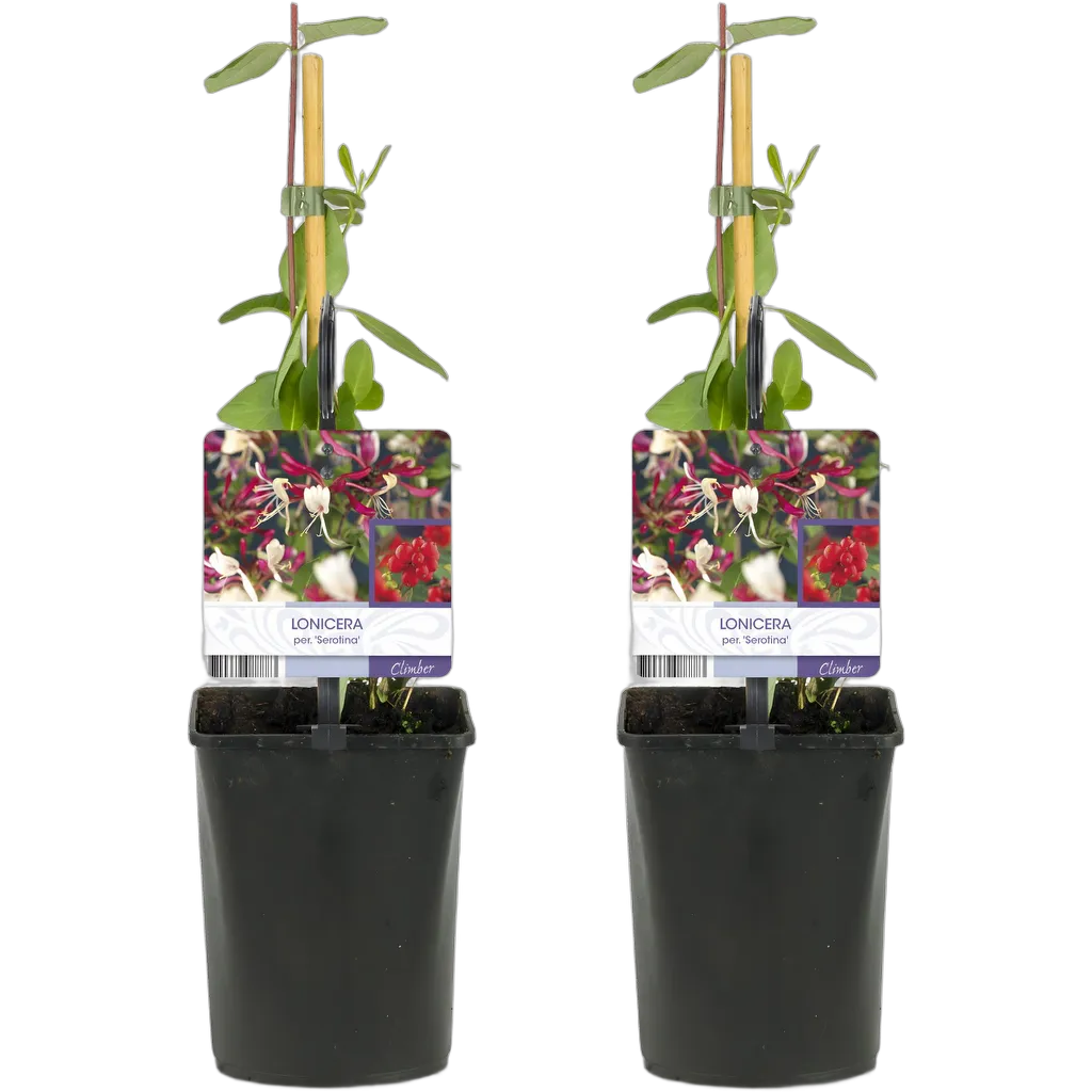 Lonicera Serotina - Afbeelding 2