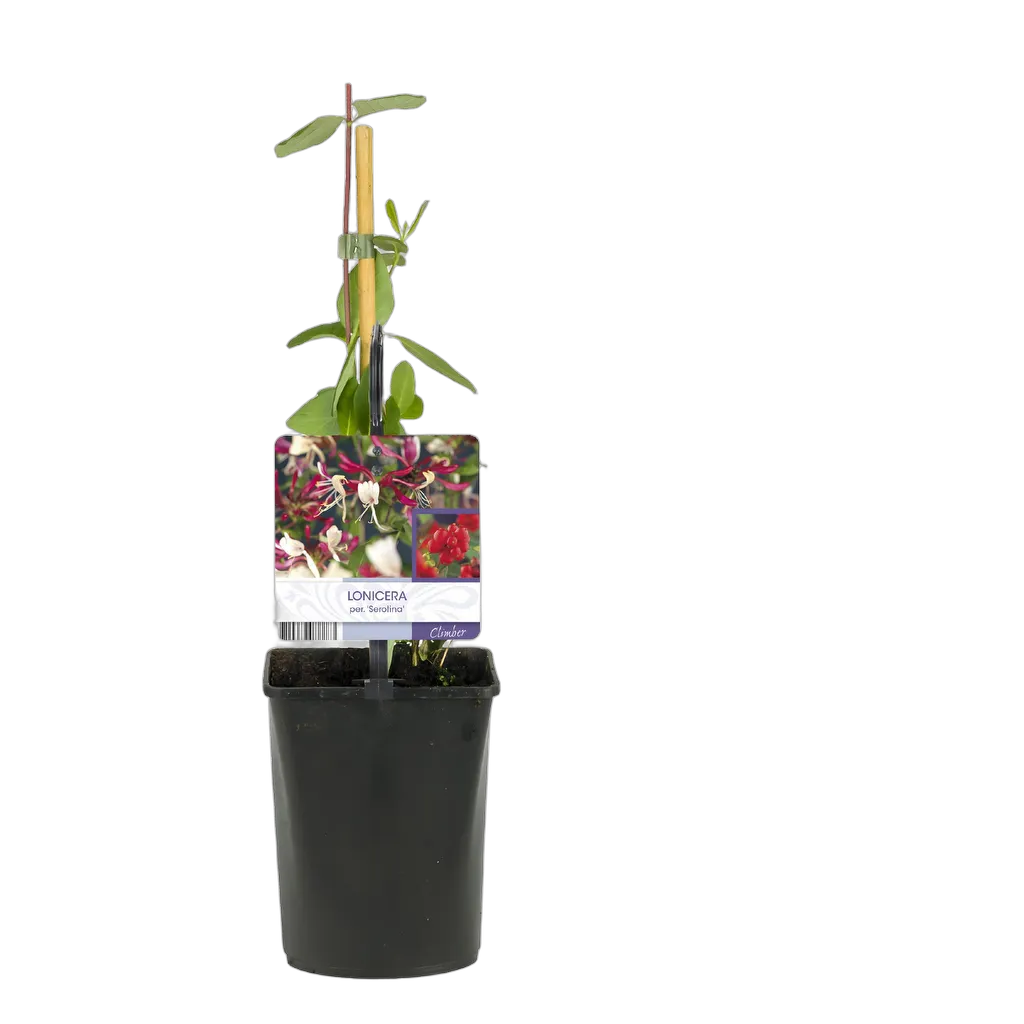 Lonicera Serotina - Afbeelding 3