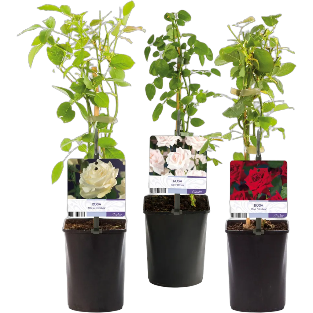 Rosa Tricolour - Afbeelding 2