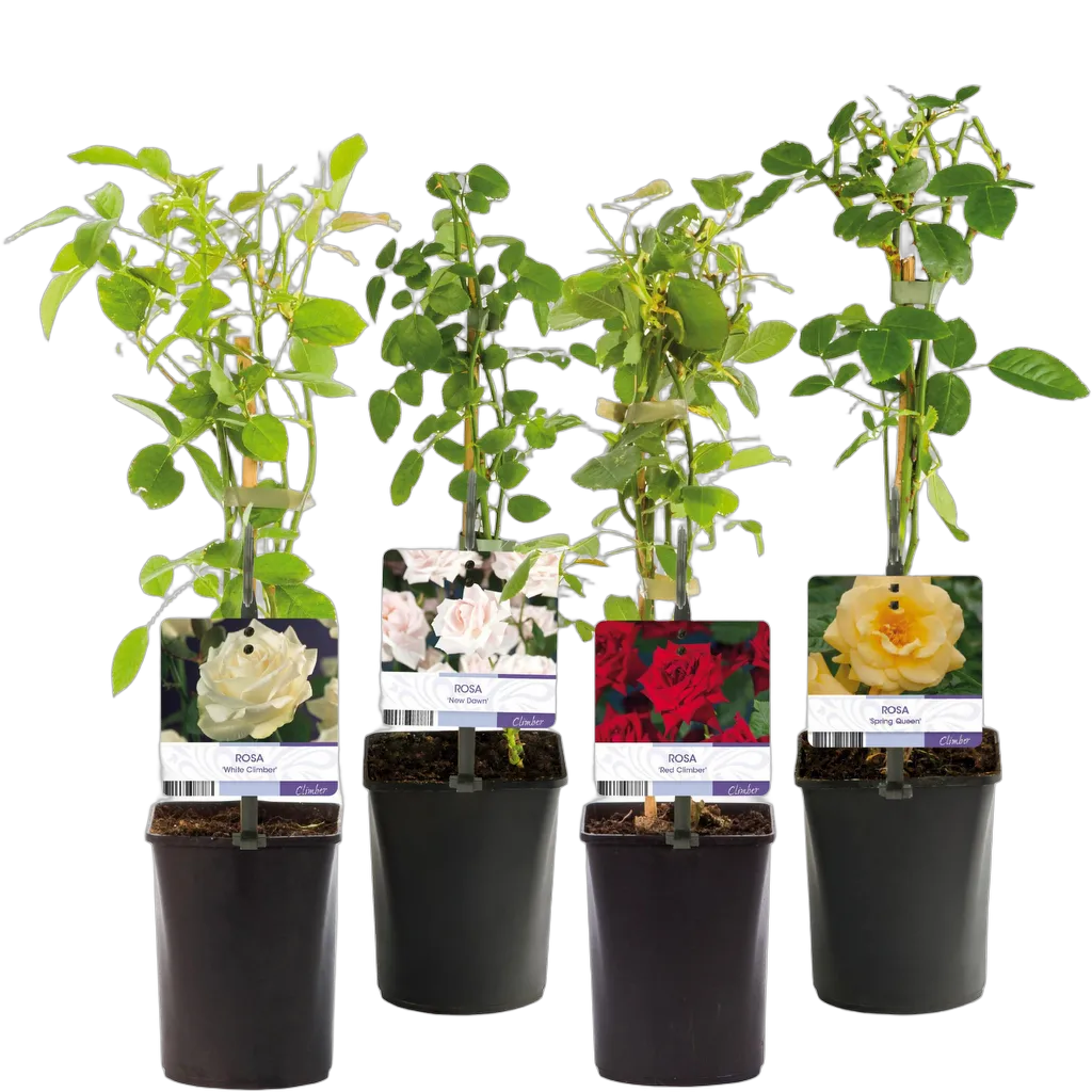 Rosa Rainbow - Afbeelding 2