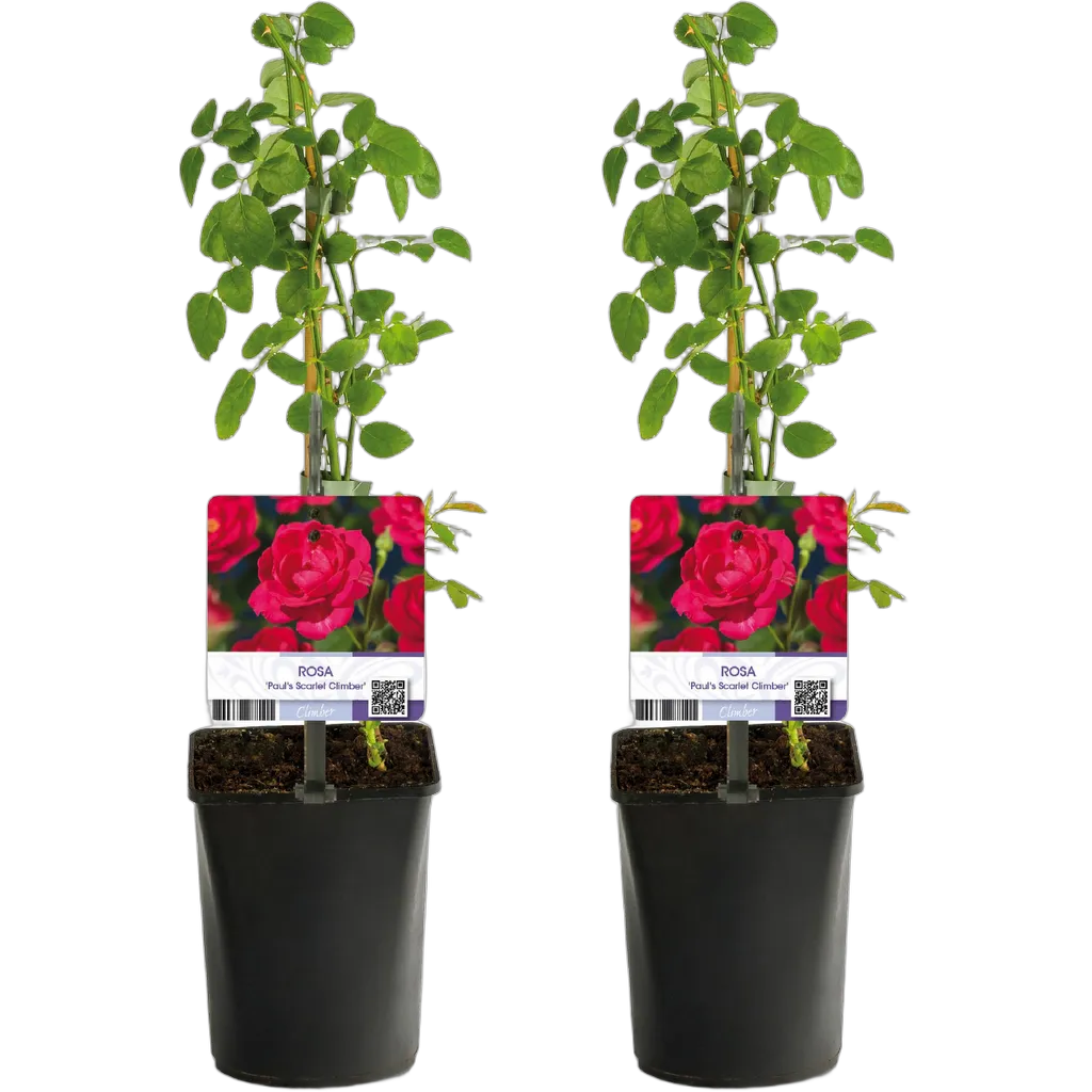 Rosa Paul Scarlet Climber - Afbeelding 2