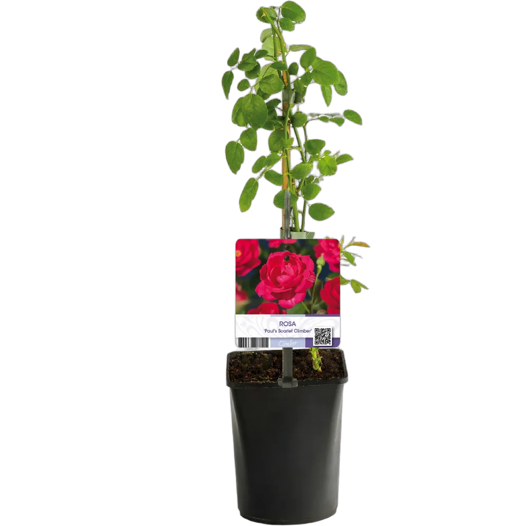 Rosa Paul Scarlet Climber - Afbeelding 3