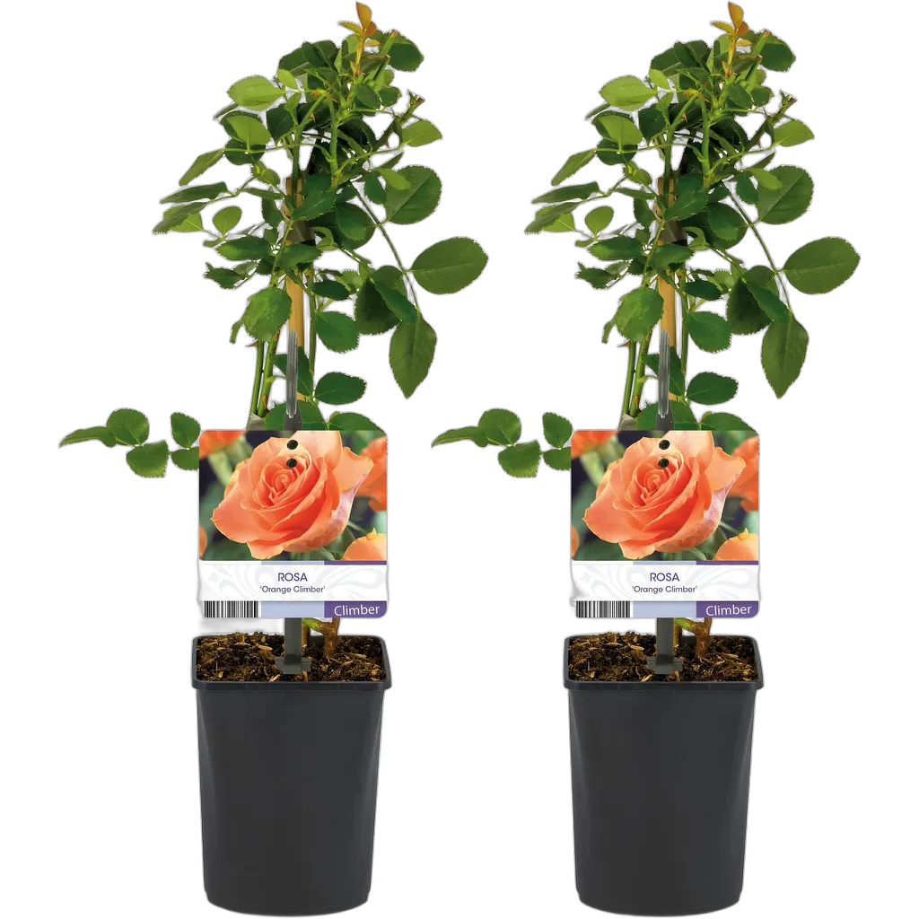 Rosa Orange Climber - Afbeelding 2
