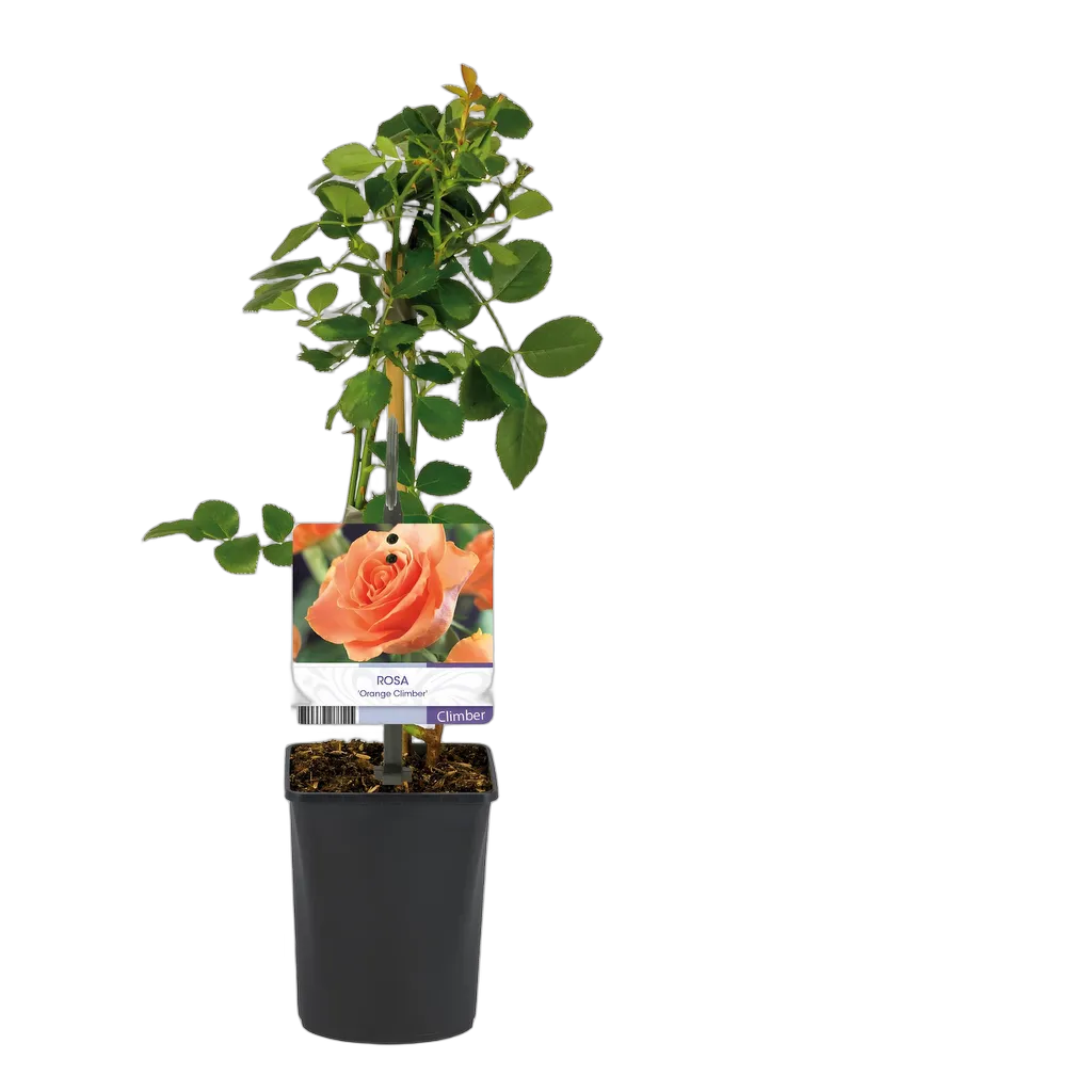 Rosa Orange Climber - Afbeelding 3