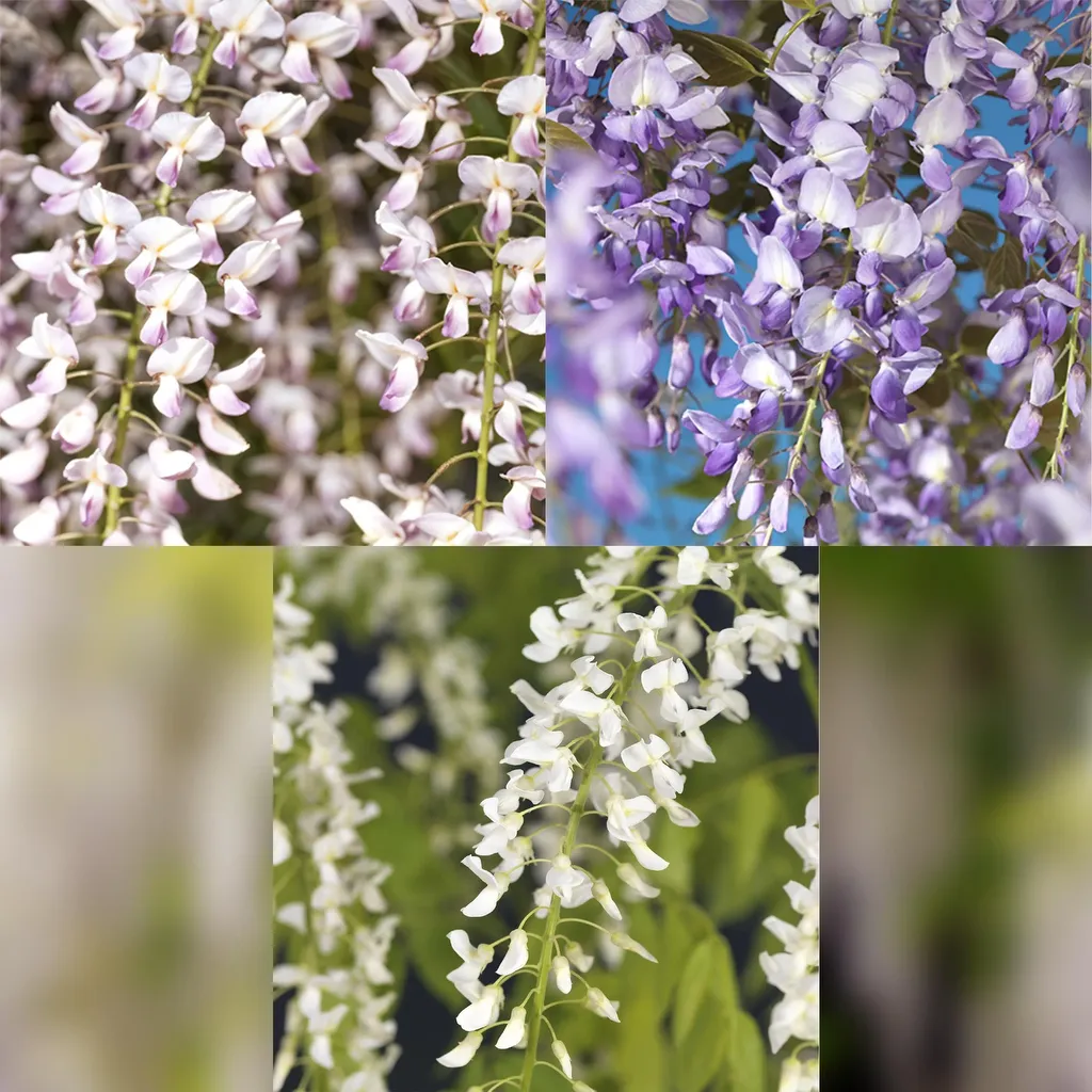 Wisteria floribunda Tricolour - Afbeelding 3