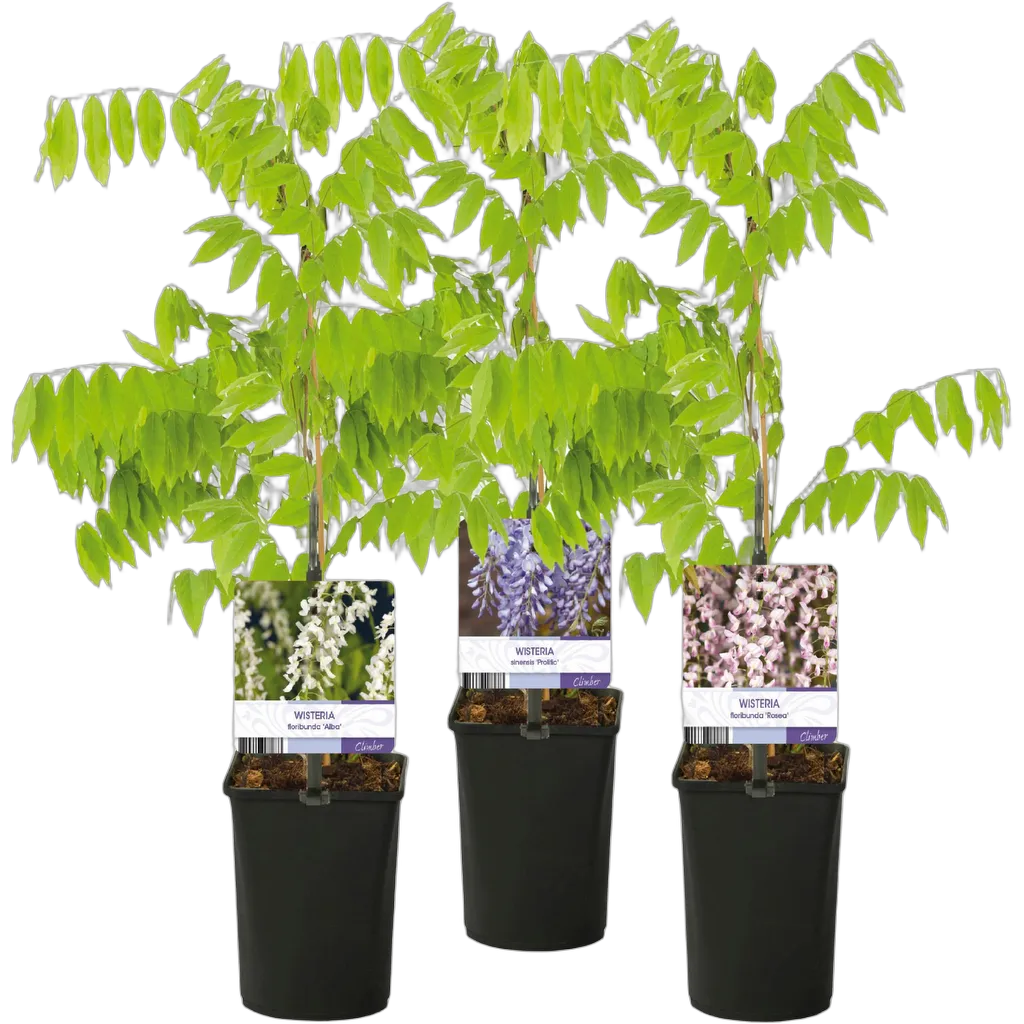 Wisteria floribunda Tricolour - Afbeelding 2