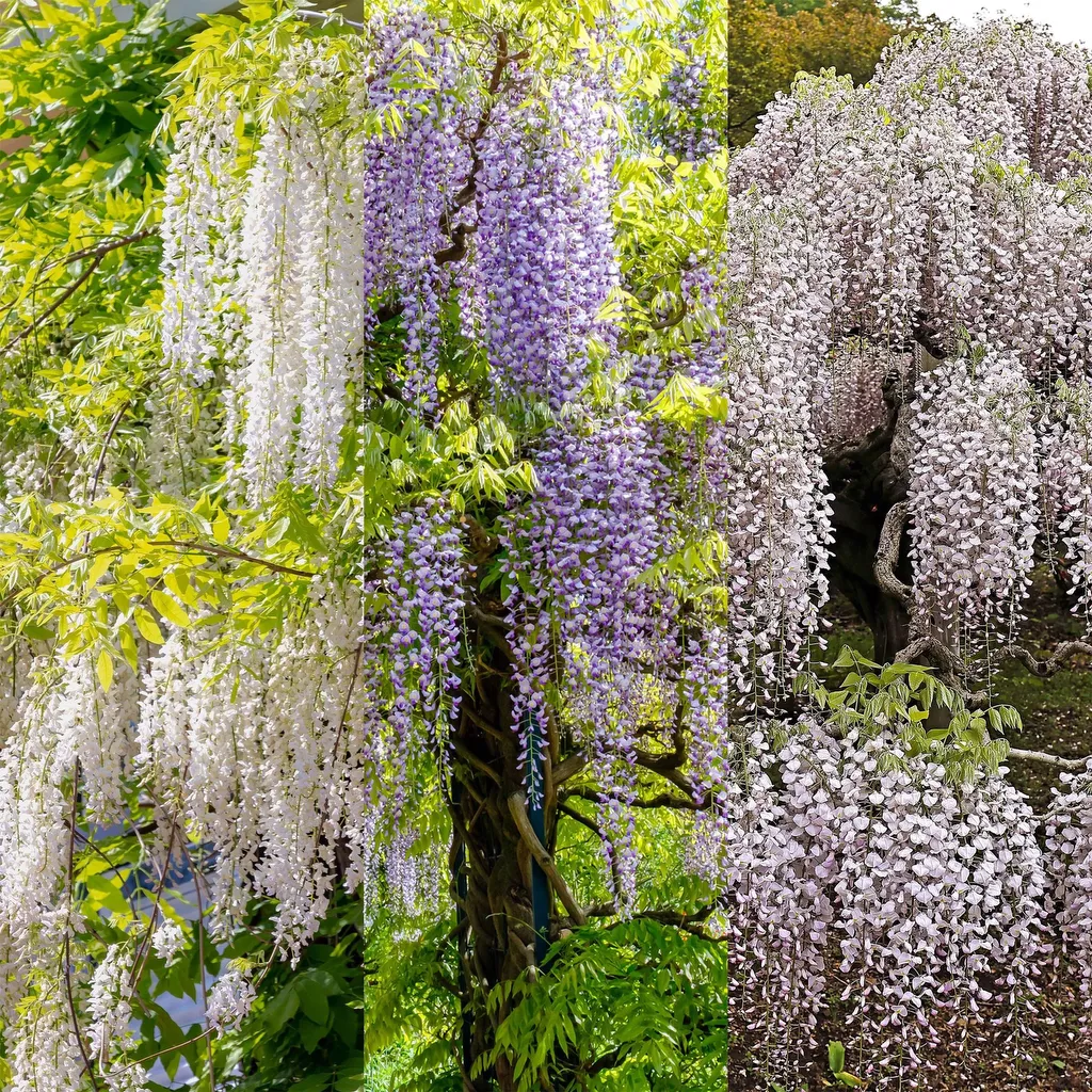 Wisteria floribunda Tricolour - Afbeelding 4