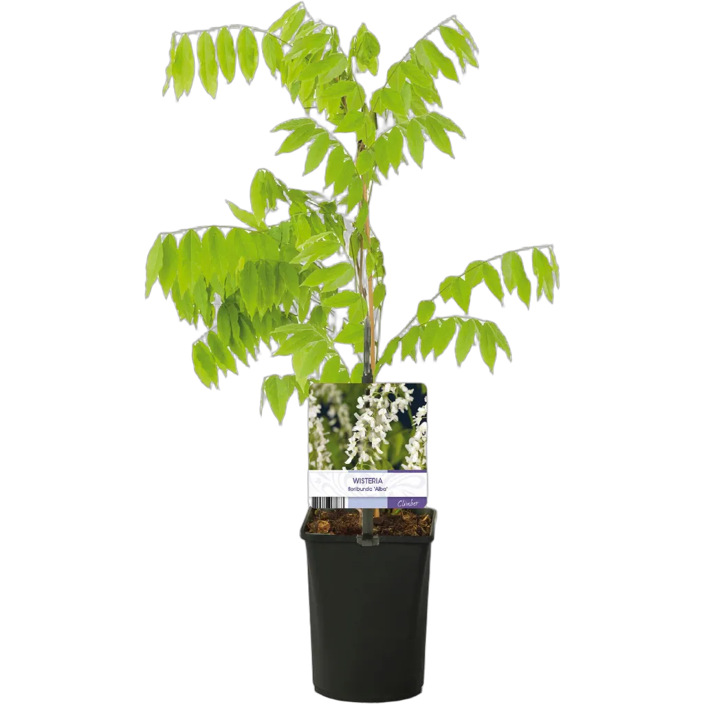 Wisteria floribunda Alba - Afbeelding 3