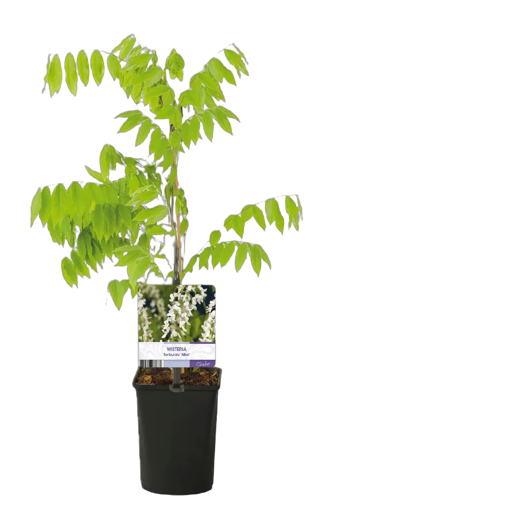Wisteria floribunda Alba - Afbeelding 2