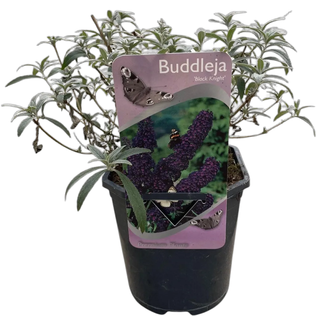 Buddleja davidii Black Night - Afbeelding 2