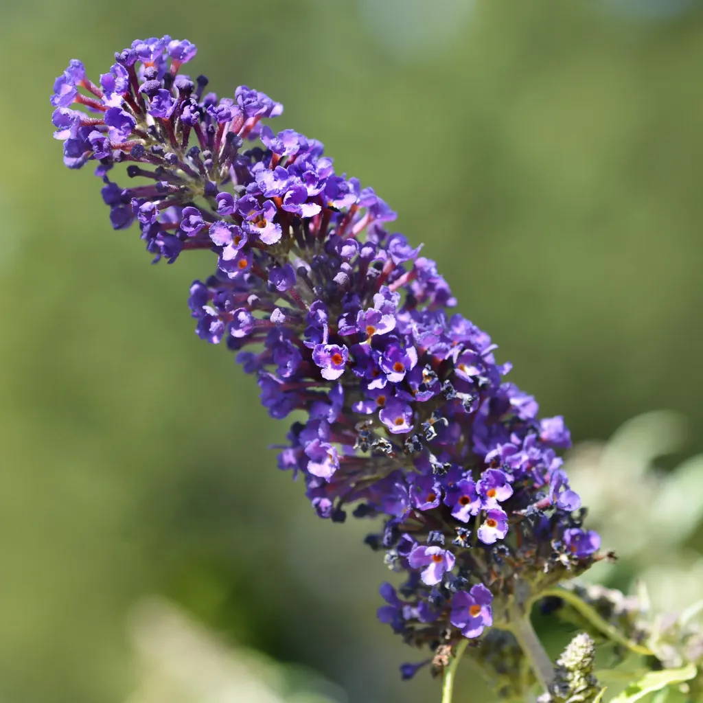 Buddleja davidii Black Night