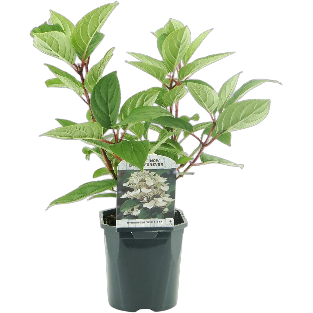 Hydrangea panniculata Wims Red - Afbeelding 2