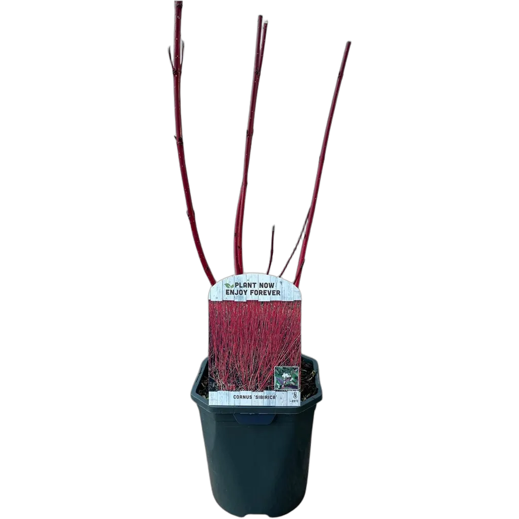 Cornus sibirica - Afbeelding 2