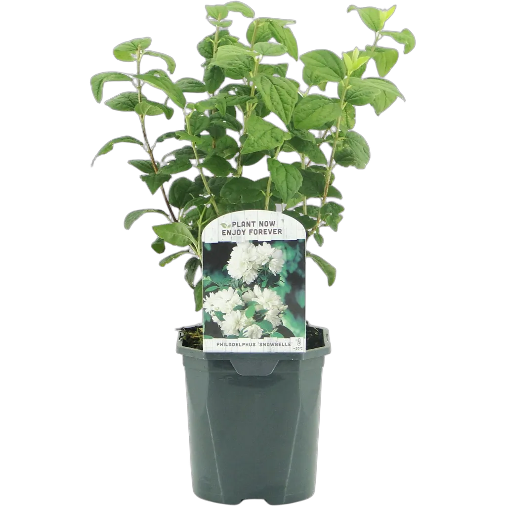 Philadelphus Snowbelle - Afbeelding 2