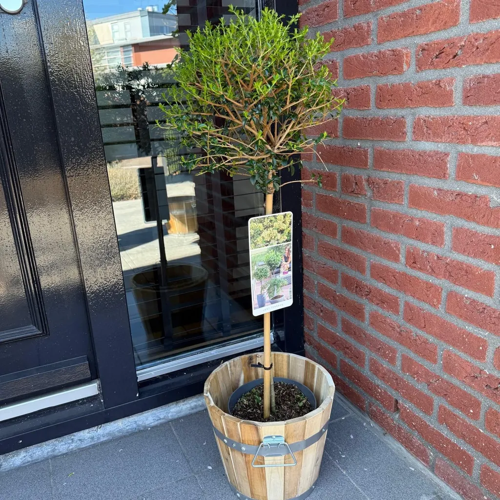 Ligustrum delavayanum - Terras Plant - Bladhoudend - Winterhard - Groen Blad - Pot 19cm Hoogte 90cm - Afbeelding 4