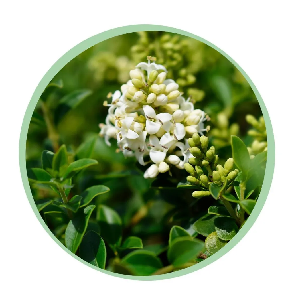 Ligustrum delavayanum - Terras Plant - Bladhoudend - Winterhard - Groen Blad - Pot 19cm Hoogte 90cm