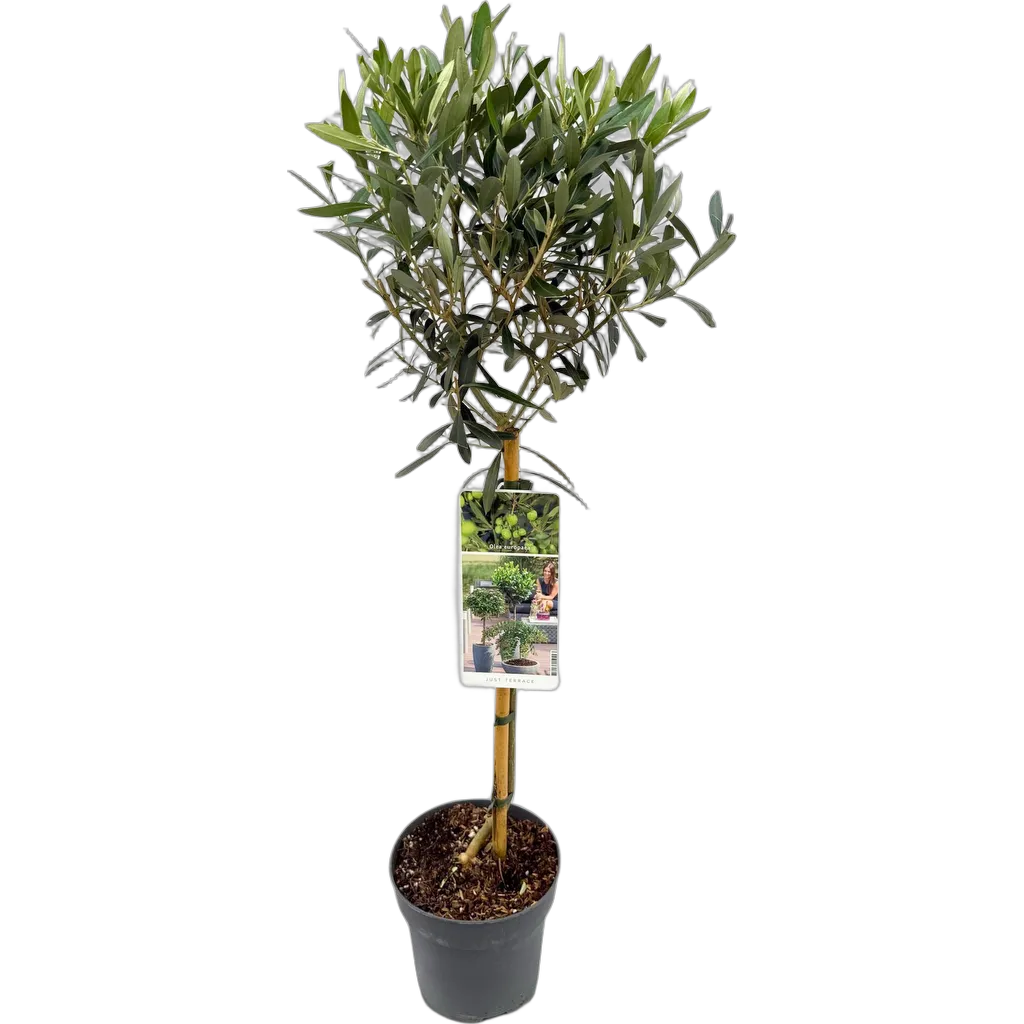 Olea Europaea - Terras Plant - Bladhoudend - Winterhard - Olijfgroen Blad - Pot 19cm Hoogte 90cm - Afbeelding 2
