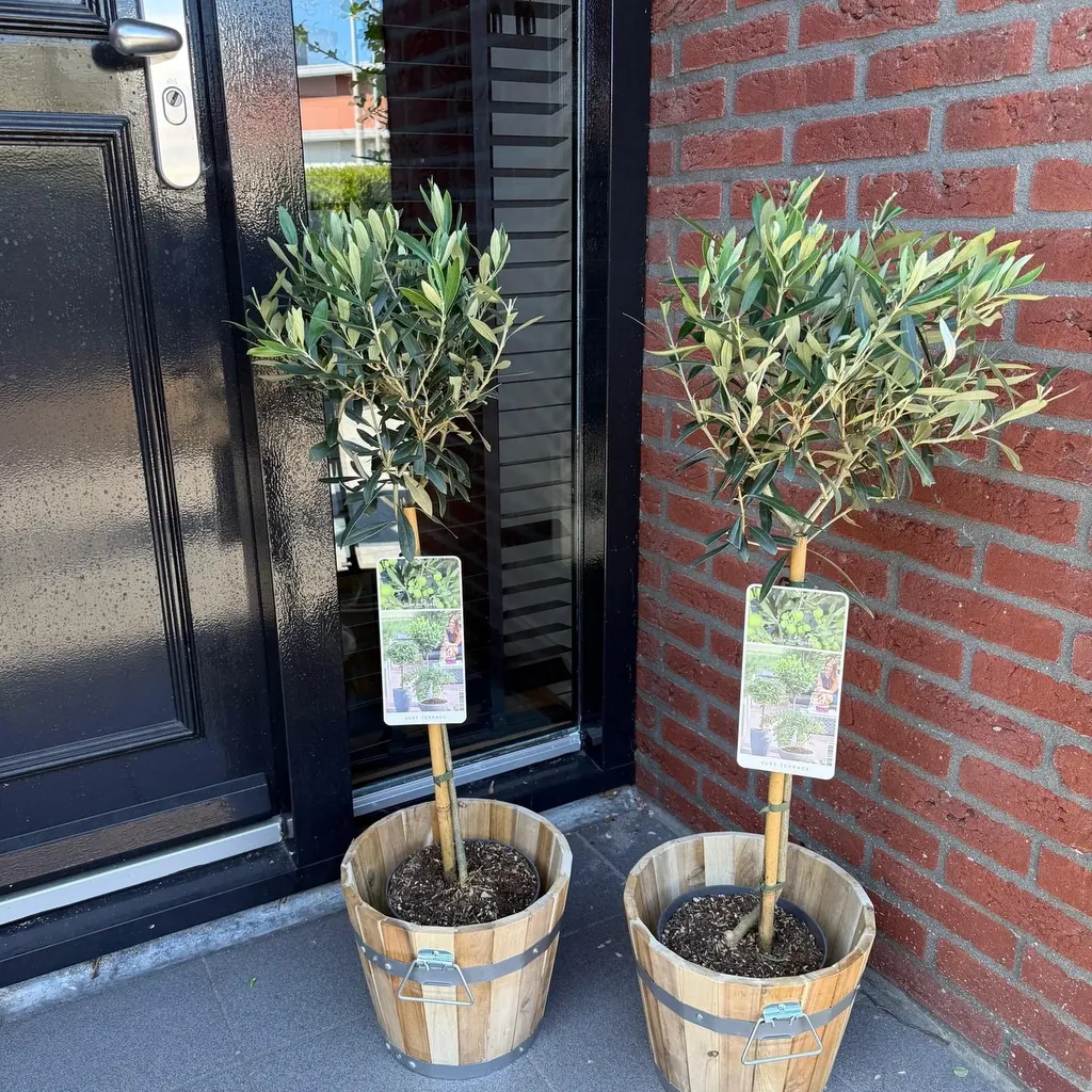 Olea Europaea - Terras Plant - Bladhoudend - Winterhard - Olijfgroen Blad - Pot 19cm Hoogte 90cm - Afbeelding 3