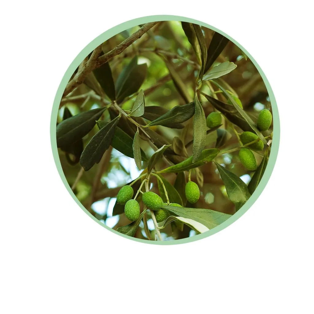 Olea Europaea - Terras Plant - Bladhoudend - Winterhard - Olijfgroen Blad - Pot 19cm Hoogte 90cm