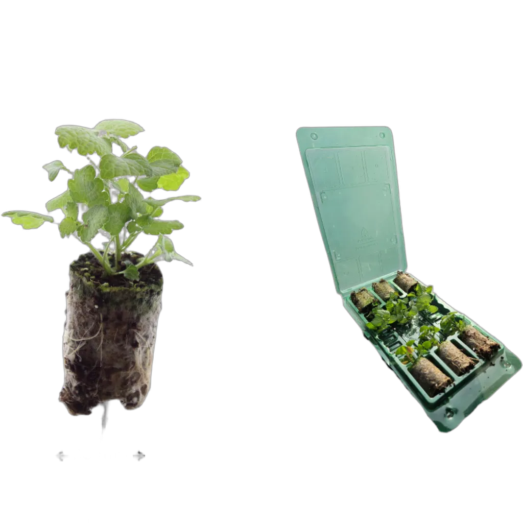 Lamium - Afbeelding 3