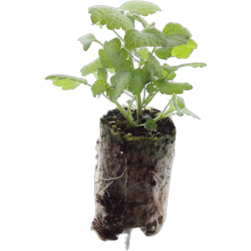 Lamium - Afbeelding 2