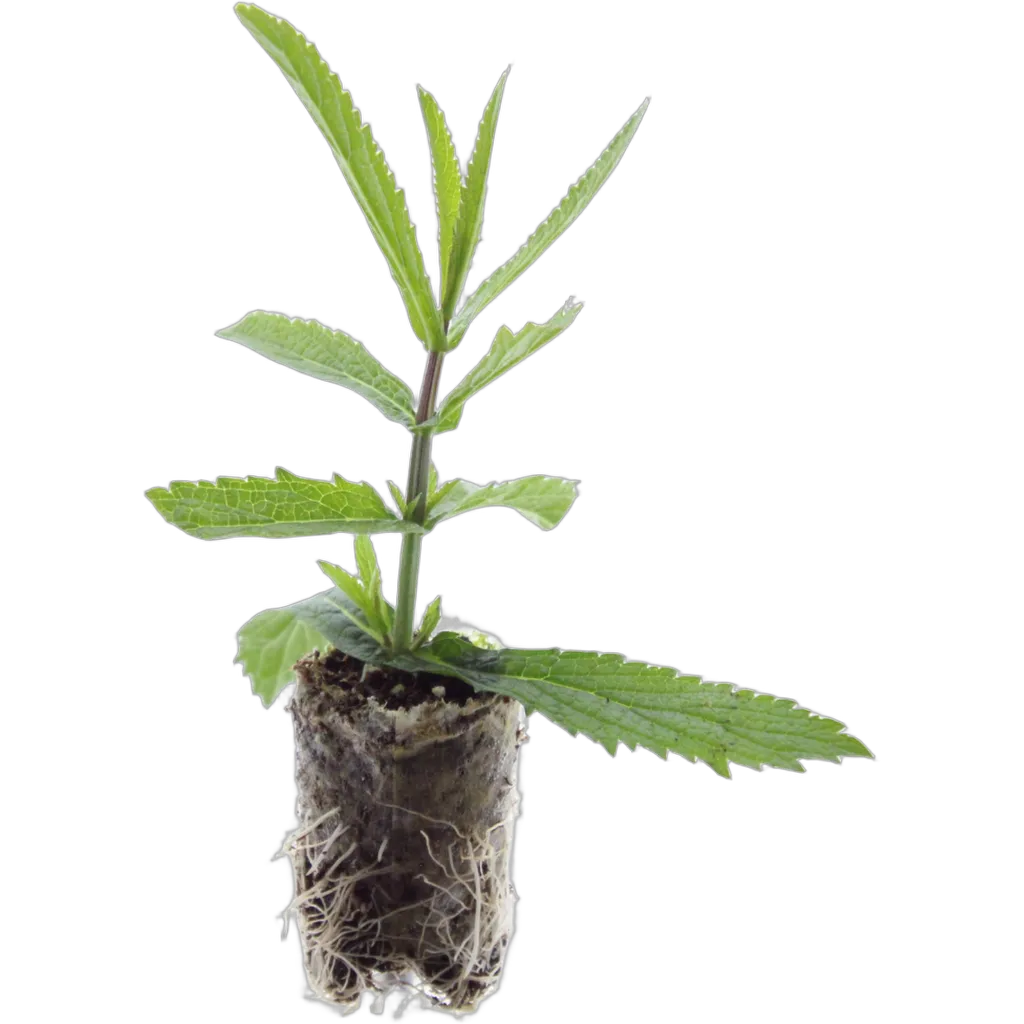 Verbena - Afbeelding 2