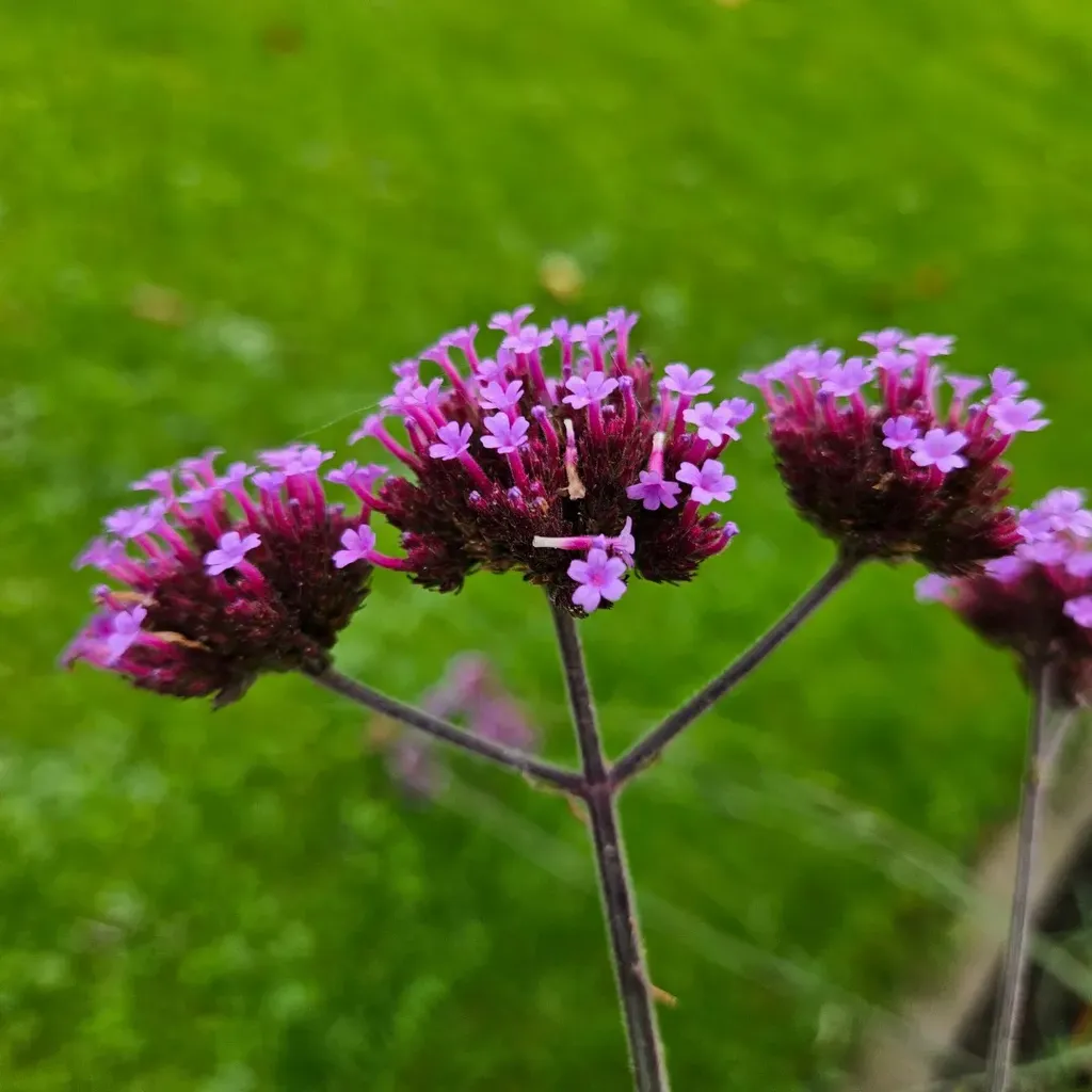 Verbena